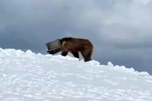 ببینید؛ عملیات دشوار نجات خرسی که سرش در یک جعبه فلزی گیر کرده بود
