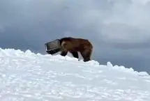 ببینید؛ عملیات دشوار نجات خرسی که سرش در یک جعبه فلزی گیر کرده بود
