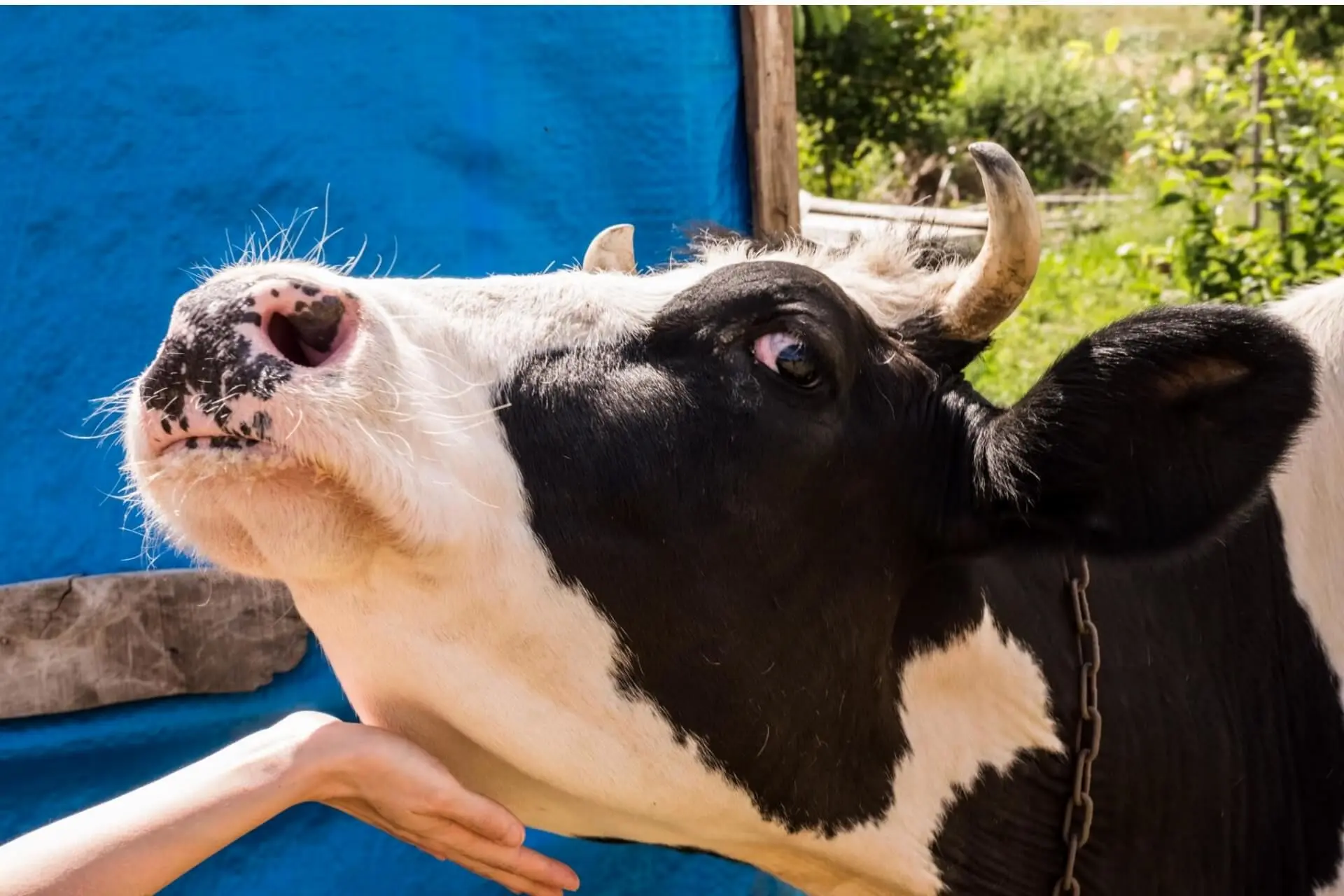 شیوع تب‌برفکی در دامداری‌ها، زنگ خطری برای کمبود لبنیات و گوشت!