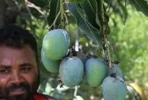 تصاویر؛ برداشت انبه کال در هرمزگان