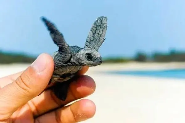 رهاسازی ۵۰۰ لاک‌پشت در معرض خطر در دریا