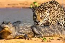 ببینید؛ نبرد خونین جگوار و کایمن در گل‌ولای