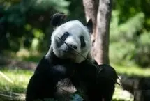 ببینید؛ تنها پاندا در جهان که متعلق به چین نیست