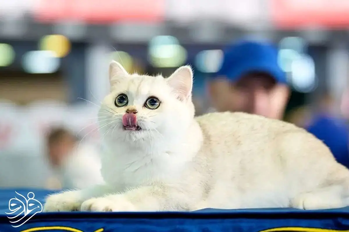 آیا گربه ها معنی میو میو کردن ما را می فهمند؟