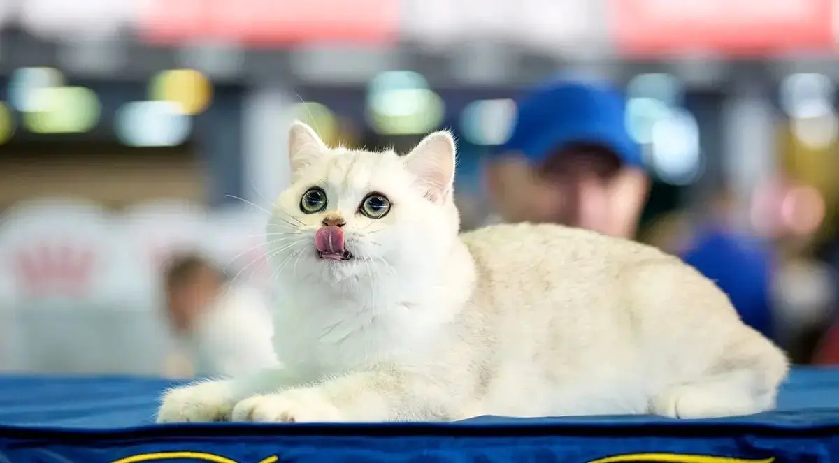 آیا گربه ها معنی میو میو کردن ما را می فهمند؟