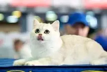 آیا گربه ها معنی میو میو کردن ما را می فهمند؟