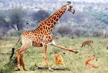 تلاش بی‌امان زرافه مادر برای نجات بچه‌اش از چنگال شیرها