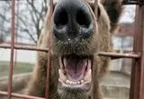 نجات خرس‌های قهوه‌ای از اسارت و شرایط سخت در ارمنستان  