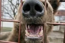 نجات خرس‌های قهوه‌ای از اسارت و شرایط سخت در ارمنستان
