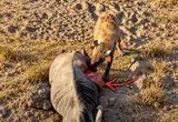 (16+) کفتار گوزن یالدار را زنده‌زنده درید