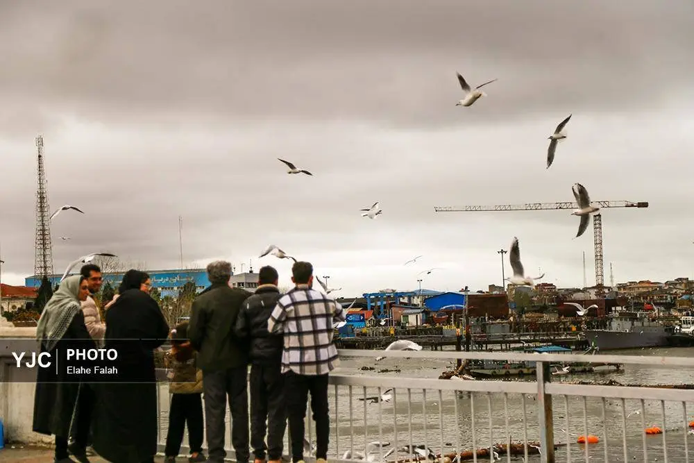 تصاویر؛ کاکایی‌ها؛ تماشایی‌ترین رفت‌وآمد زمستانی انزلی 20