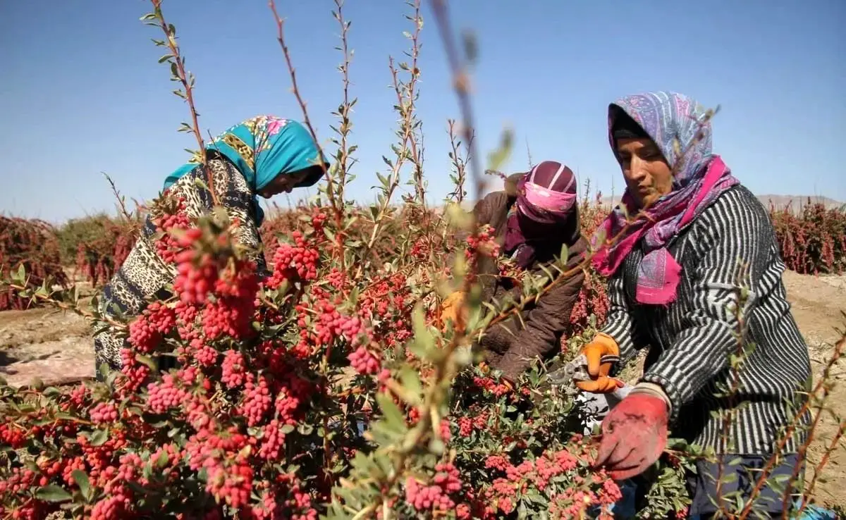 تصاویر هوایی بزرگترین باغ زرشک جهان در خراسان