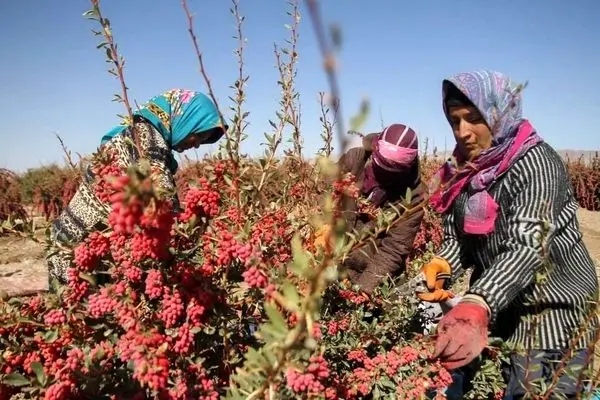 تصاویر هوایی بزرگترین باغ زرشک جهان در خراسان