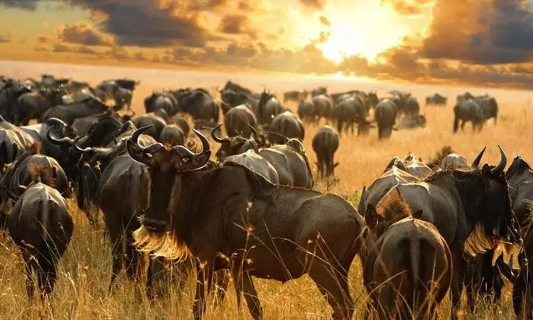 رقص حیات در سرنگتی؛ مهاجرت عظیم میلیون‌ها گوزن یالدار 