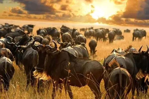 رقص حیات در سرنگتی؛ مهاجرت عظیم میلیون‌ها گوزن یالدار 