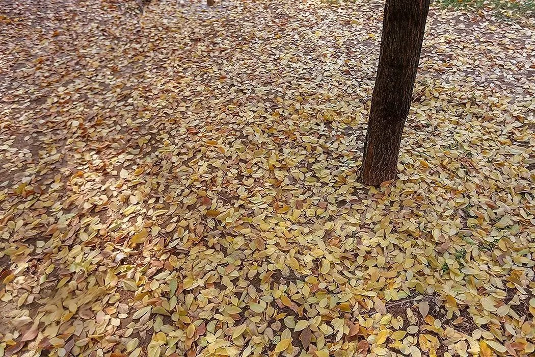 تصاویر؛ طبیعت زیبای پاییزی اصفهان با پوشش آلودگی