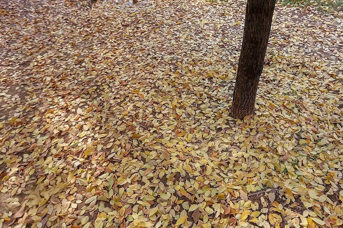 تصاویر؛ طبیعت زیبای پاییزی اصفهان با پوشش آلودگی