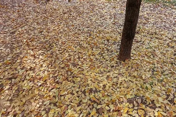 تصاویر؛ طبیعت زیبای پاییزی اصفهان با پوشش آلودگی