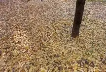 تصاویر؛ طبیعت زیبای پاییزی اصفهان با پوشش آلودگی