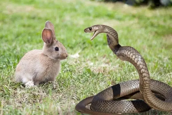 خرگوش مادر برای دفاع از بچه‌هایش به جنگ مار رفت