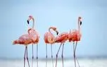 فلامینگوهای مهارلو، مرواریدهای غلتان در دریاچه صورتی