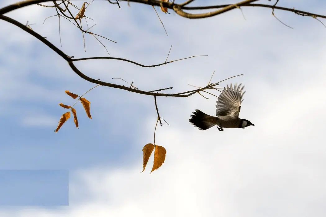 تصاویر؛ جلوه‌ای از پاییز باغ گلهای شیراز