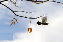 تصاویر؛ جلوه‌ای از پاییز باغ گلهای شیراز