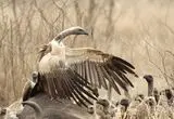 عکس؛ حرکت غیرمنتظره کرکس 