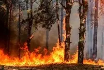 //آتش‌سوزی در جنگل‌های توسکستان گلستان
