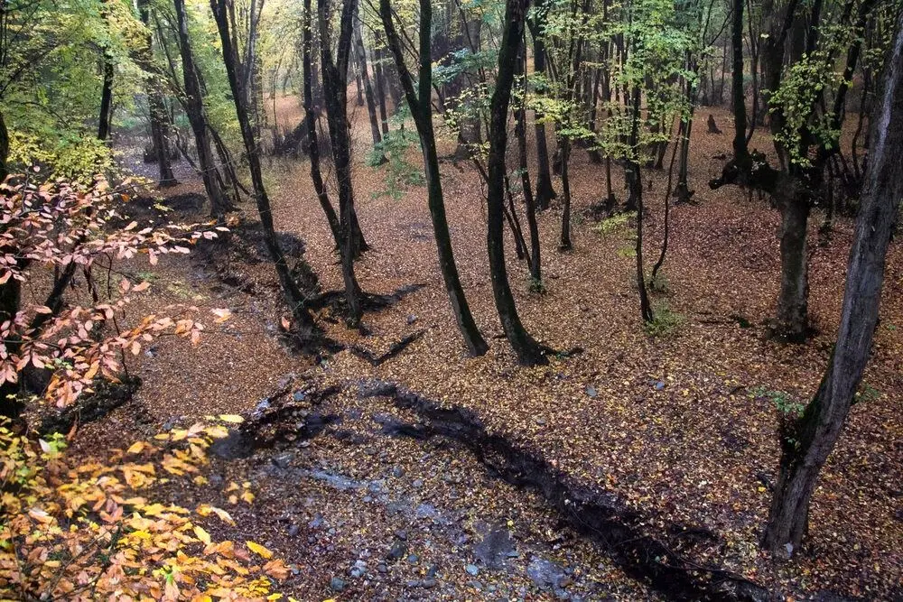 تصاویر؛ باران پاییزی در جنگل هیرکانی النگدره
