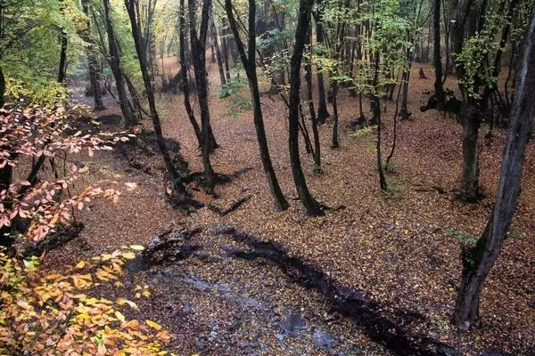 تصاویر؛ باران پاییزی در جنگل هیرکانی النگدره
