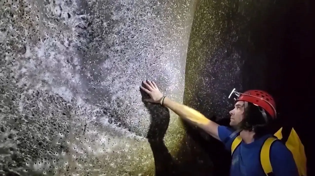 کشف بزرگترین کلونی عنکبوت‌ها با بیش از  ۱۱۱ هزار تار 