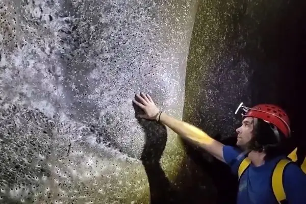 کشف بزرگترین کلونی عنکبوت‌ها با بیش از  ۱۱۱ هزار تار 