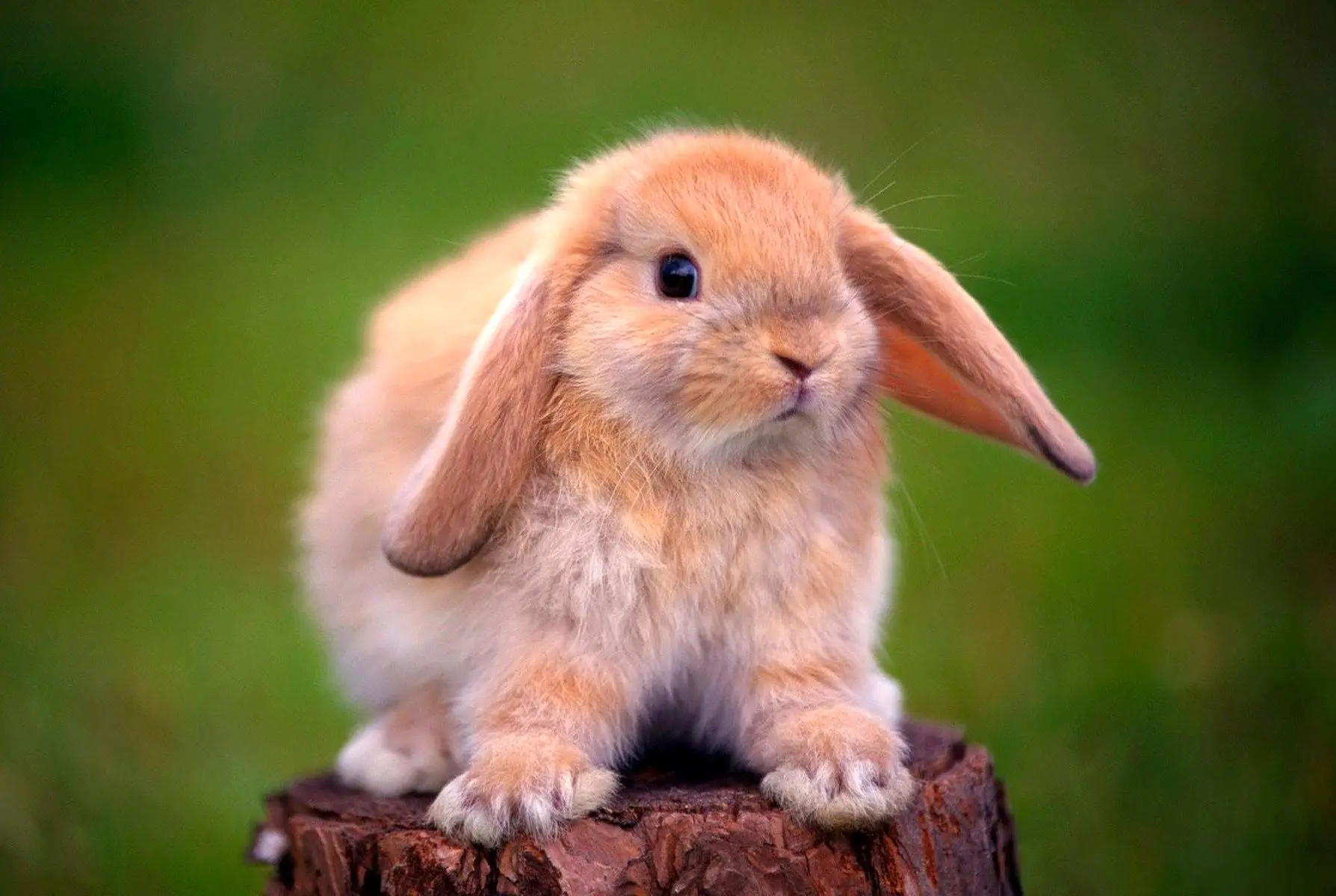 چگونه یک حصارکشی ساده برای خرگوش‌ها، الگوی بارندگی را تغییر داد؟