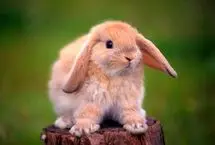 چگونه یک حصارکشی ساده برای خرگوش‌ها، الگوی بارندگی را تغییر داد؟