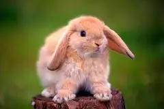 چگونه یک حصارکشی ساده برای خرگوش‌ها، الگوی بارندگی را تغییر داد؟