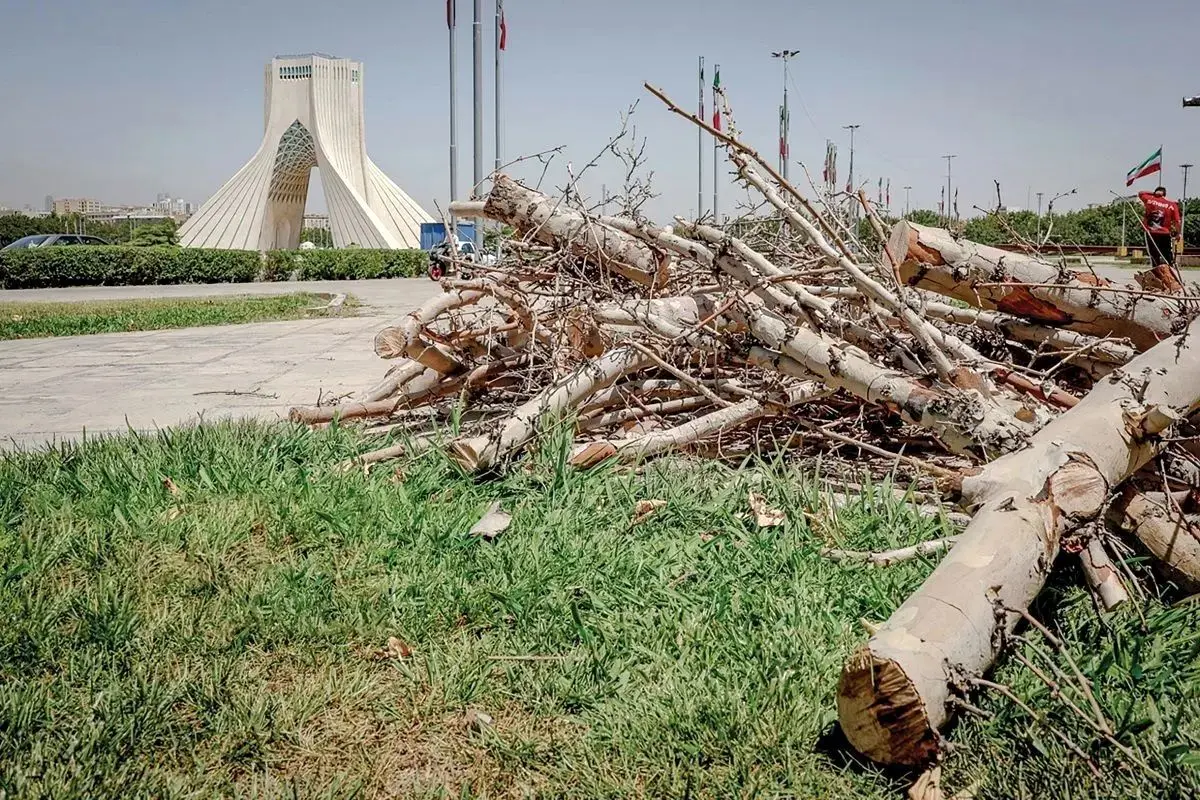 واکنش شهرداری به قطع درختان میدان آزادی