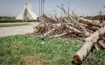 واکنش شهرداری به قطع درختان میدان آزادی