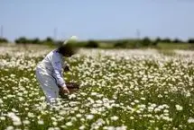 تصاویر؛ جنگل «فندقلو»؛ نگین سرسبز اردبیل در آغوش جنگل‌های هیرکانی