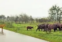 لحظه‌ای تلخ برای گوساله؛ گله رهایش کرد تا شکار شیر شود