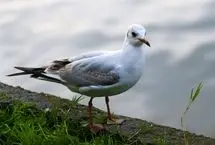 تصاویر؛ گیلان؛ پس از باران