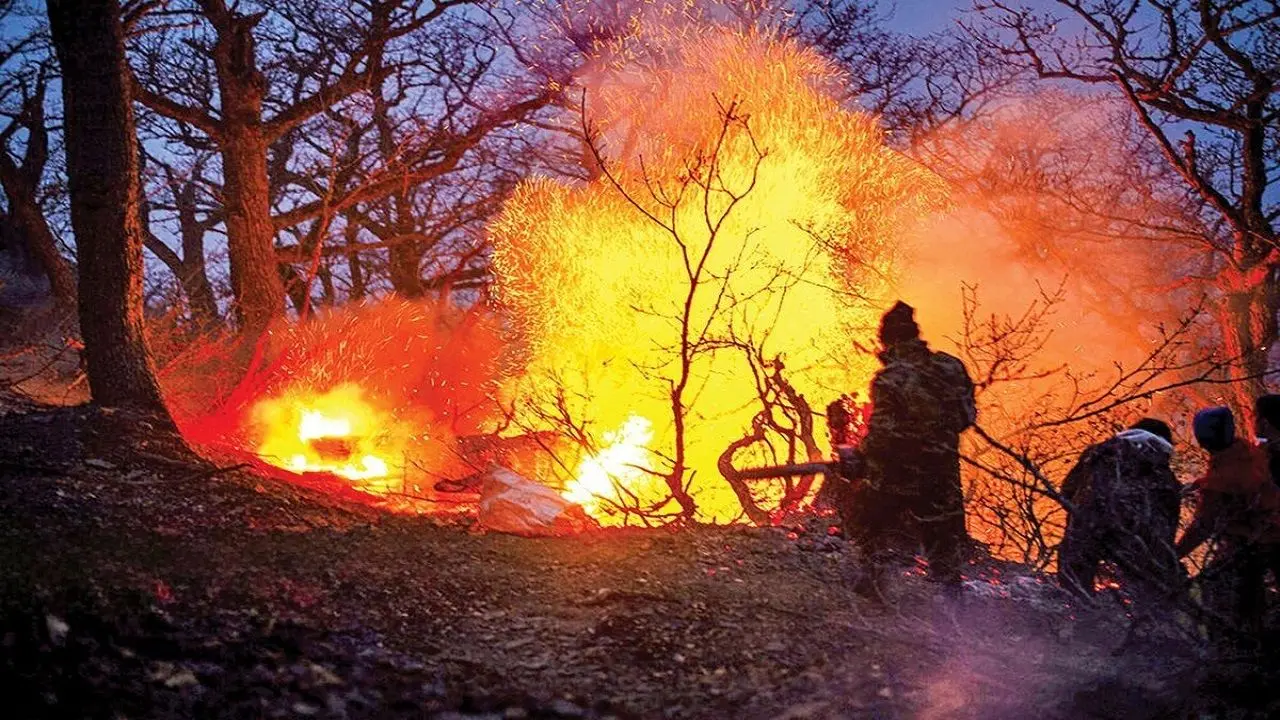 چه میزان از جنگل الیت چالوس نابود شد؟
