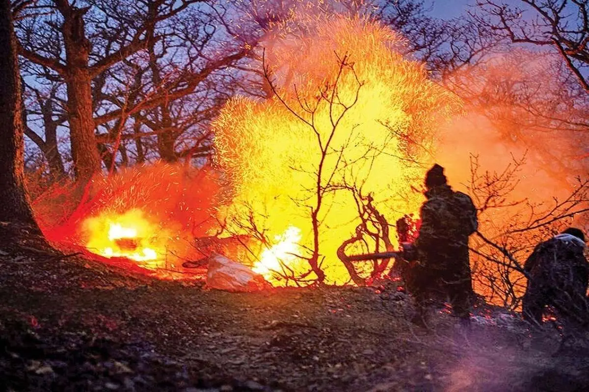 چه میزان از جنگل الیت چالوس نابود شد؟
