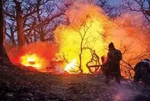 چه میزان از جنگل الیت چالوس نابود شد؟
