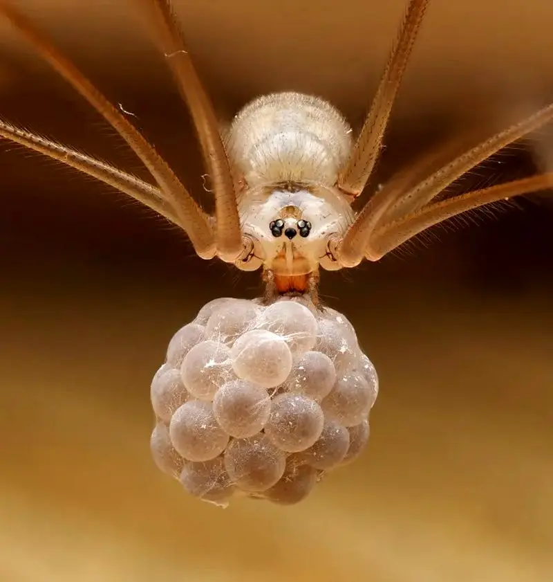 تصاویر حیات وحش