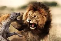 حمله ناگهانی دو شیر نر به کفتاری که از جاده عبور می‌کرد