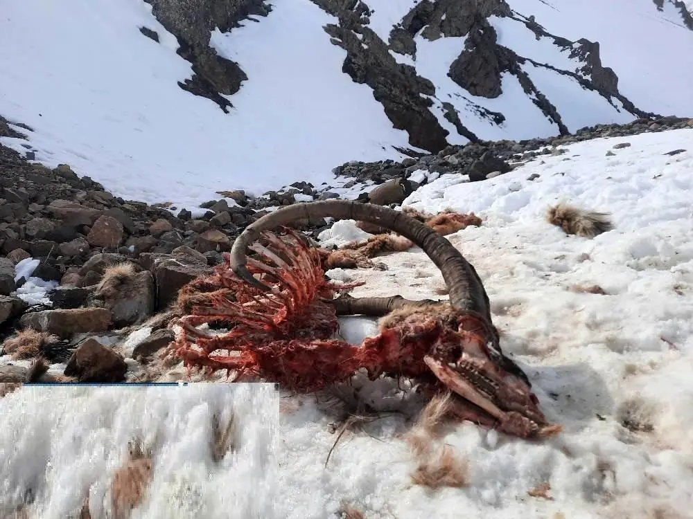 تصاویر؛ طبیعت برفی طالقان