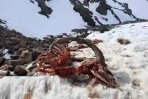 تصاویر؛ طبیعت برفی طالقان