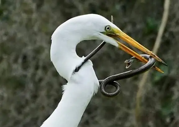 لحظه‌ای که مار ترس واقعی مرگ را به جان حواصیل انداخت