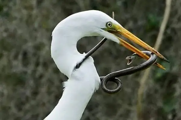 لحظه‌ای که مار ترس واقعی مرگ را به جان حواصیل انداخت